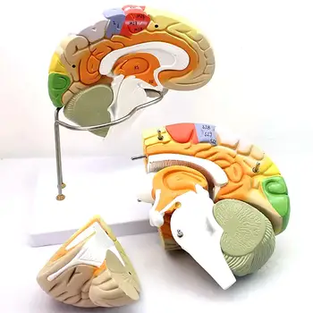 2X životnej Veľkosti 4 Častí Ľudského Mozgu Mozgovej Kôry Delenie Model Lekárske Vyučovacie Modely