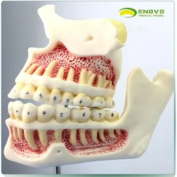 Dieťa chrup a čeľuste modelu rozvoja listnatých trvalé zuby dieťa ústnu zubnú starostlivosť model